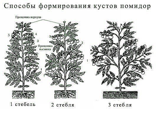 Формирование кустов томатов: прищипка и пасынкование для богатого урожая